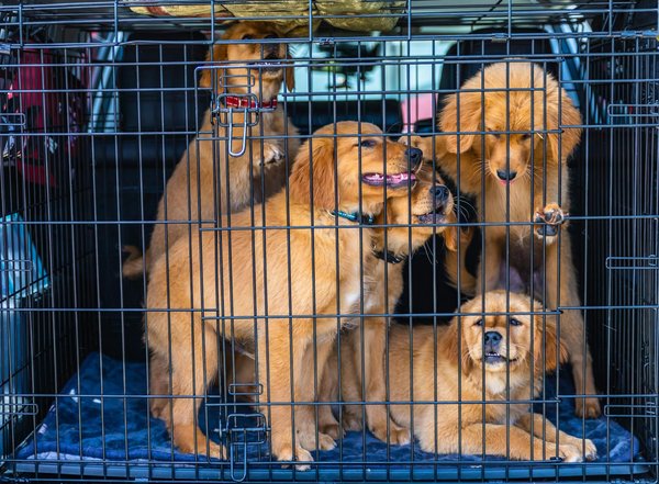 Comment empêcher un chat de griffer les tapis et les moquettes ?