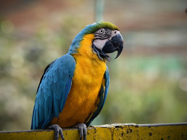 Comment les fourmis coupeuses de feuilles gèrent-elles les jardins de champignons ?