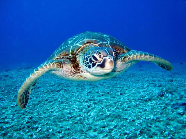 Quels sont les signes de vieillissement chez les tortues aquatiques ?