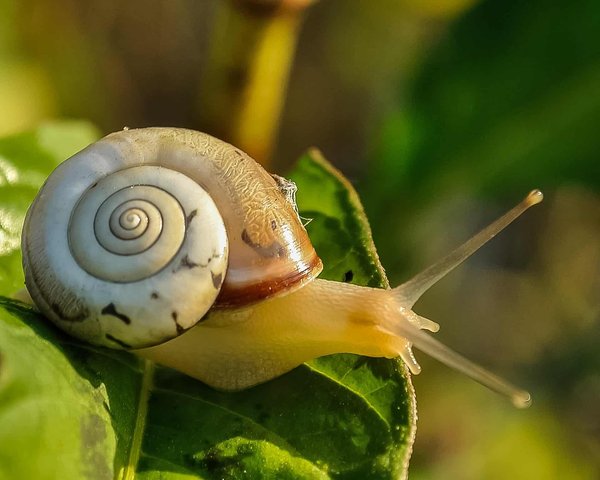 Peut-on garder des escargots de compagnie avec d'autres animaux ?