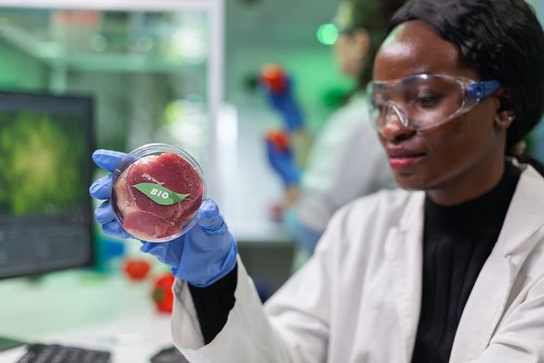 Quelle est la meilleure approche pour introduire un régime alimentaire végétarien à un chien, si nécessaire pour des raisons de santé ?