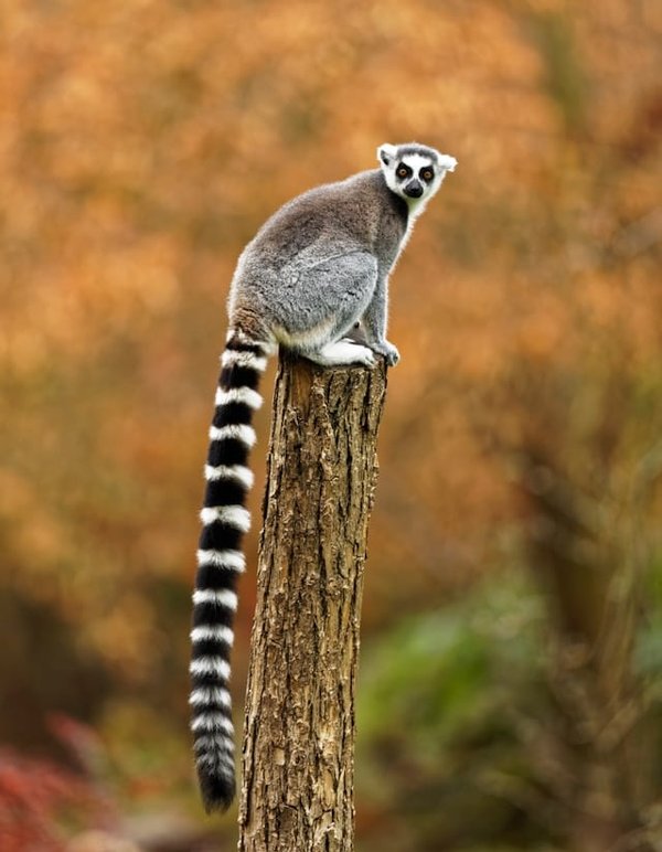 Comment les lémuriens de Madagascar se sont-ils adaptés à des niches écologiques uniques ?