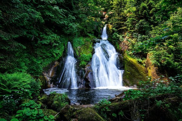 Les castors sont-ils capables de construire des barrages en cascade ?