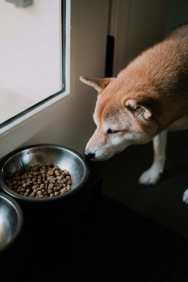 Pourquoi choisir Carnilove pour son chien ?