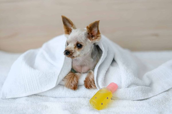 Shampoing sec pour chien : pourquoi et comment l'utiliser ?