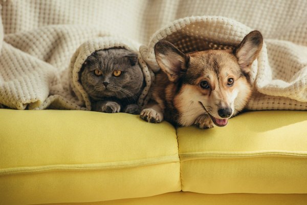 Réussir la cohabitation entre un chat et un chien