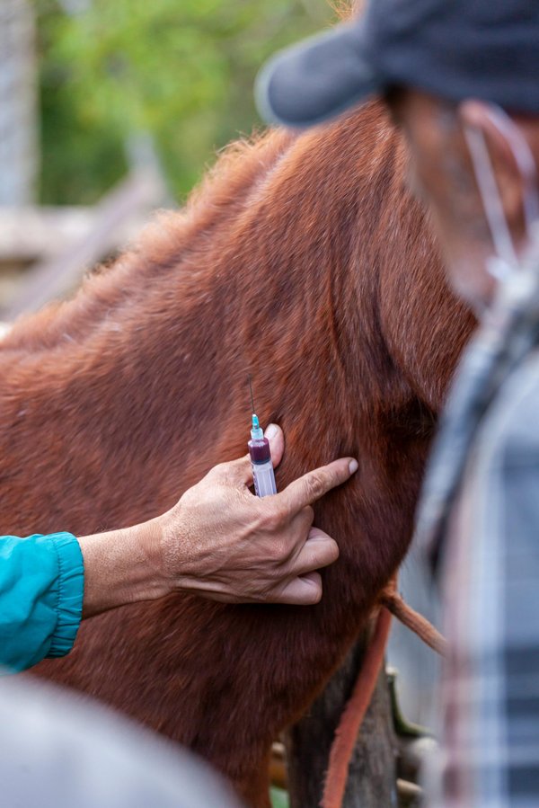 L'argent colloïdal pour cheval : un atout pour sa santé